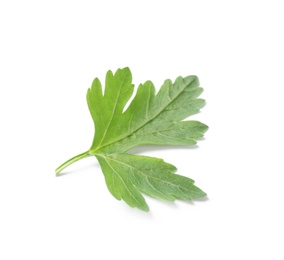 Fresh green organic parsley on white background