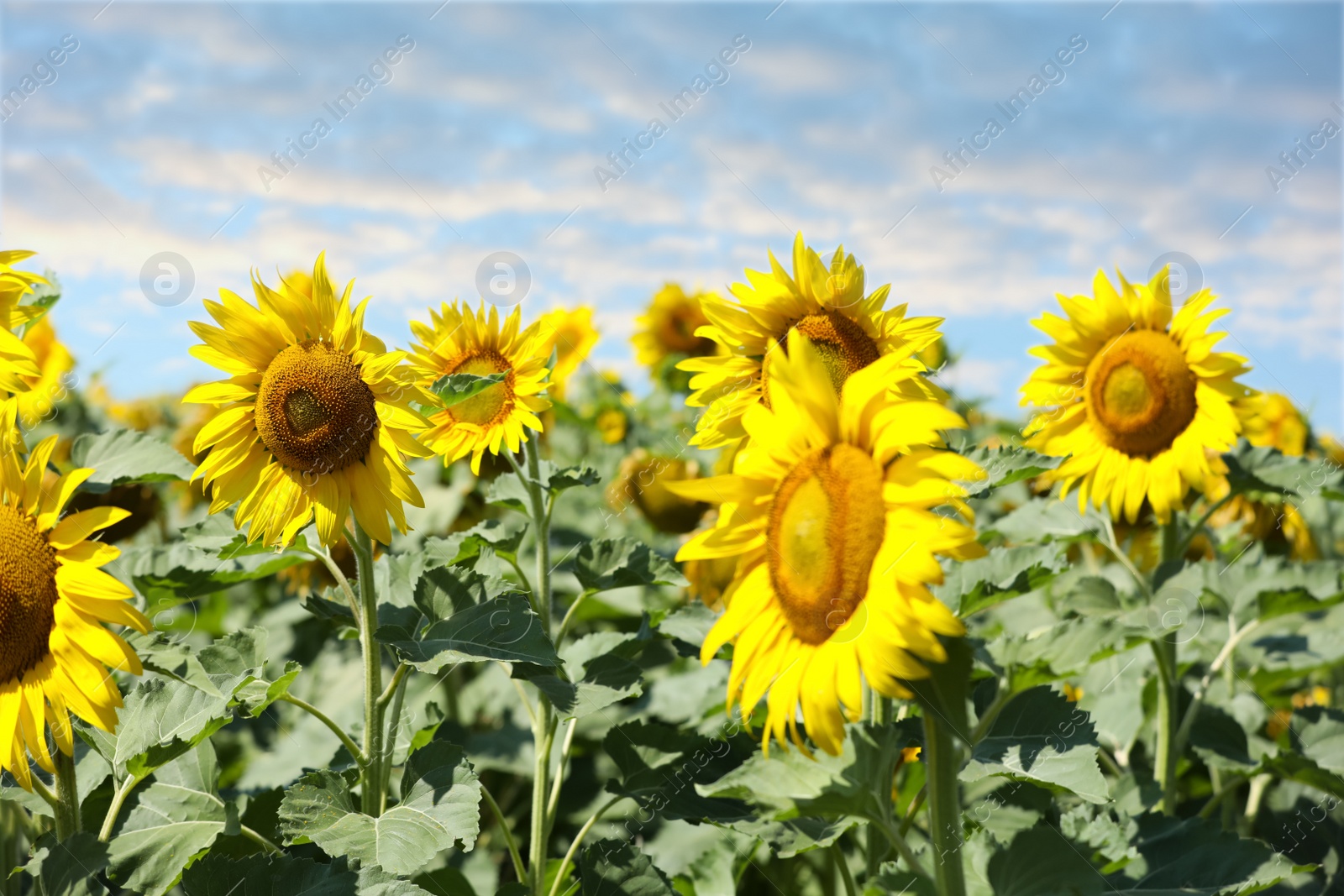 Photo of Beautiful view of sunflowers growing in field