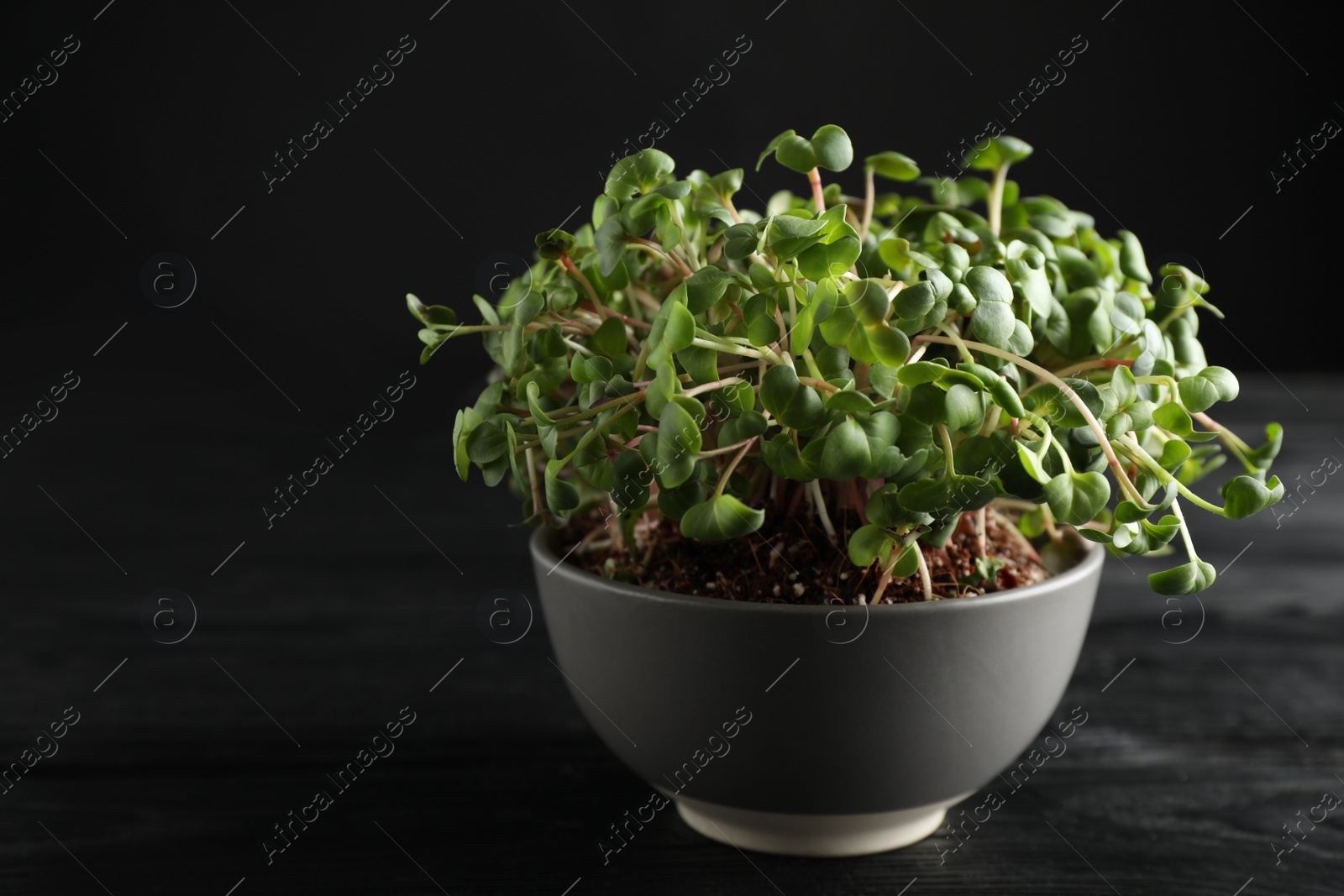 Photo of Fresh radish microgreens in bowl on black wooden table, space for text