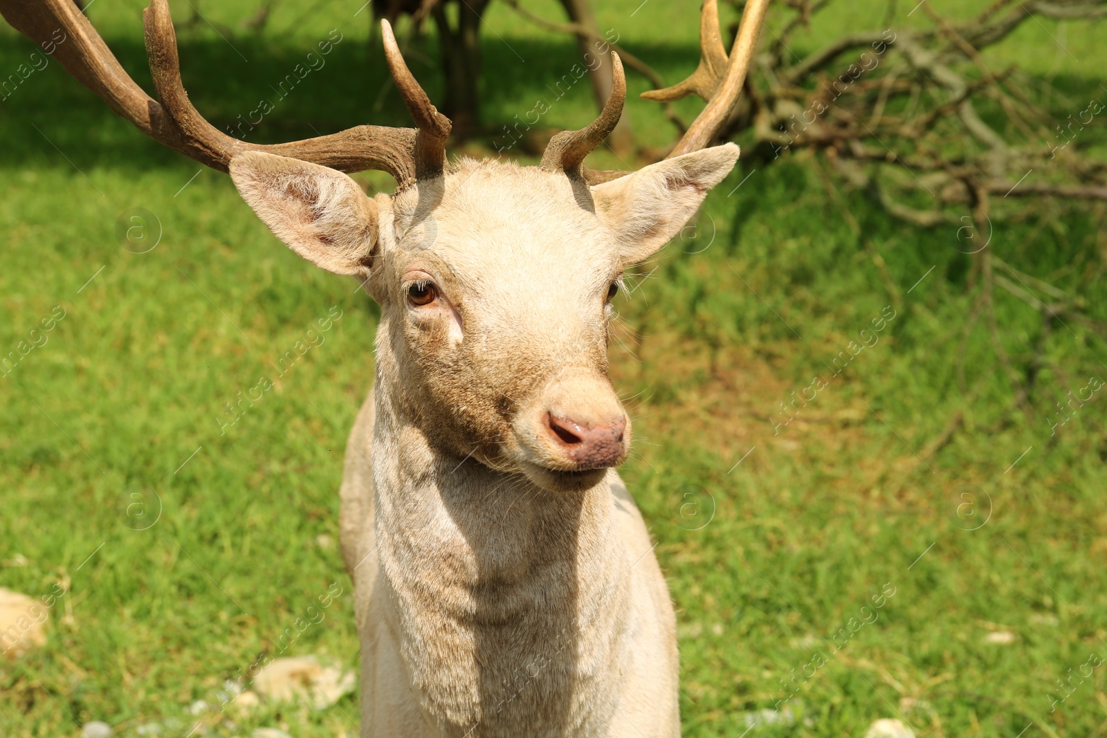 Photo of Beautiful white deer in safari park outdoors