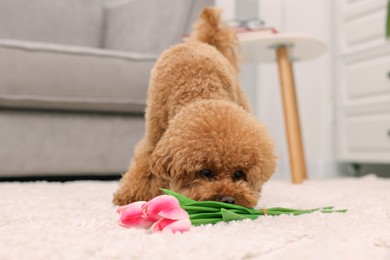 Photo of Cute Maltipoo dog with bouquet of beautiful tulips at home. Lovely pet