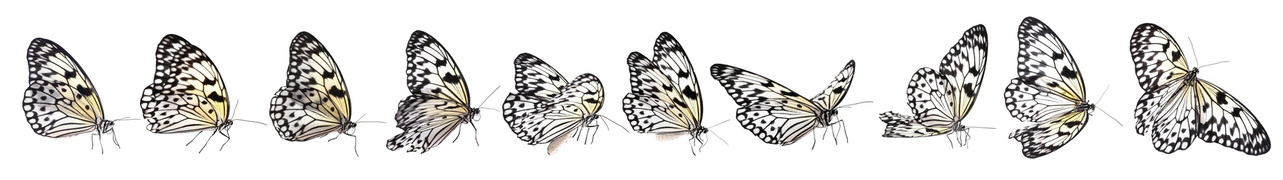 Image of Set of beautiful rice paper butterflies on white background. Banner design 
