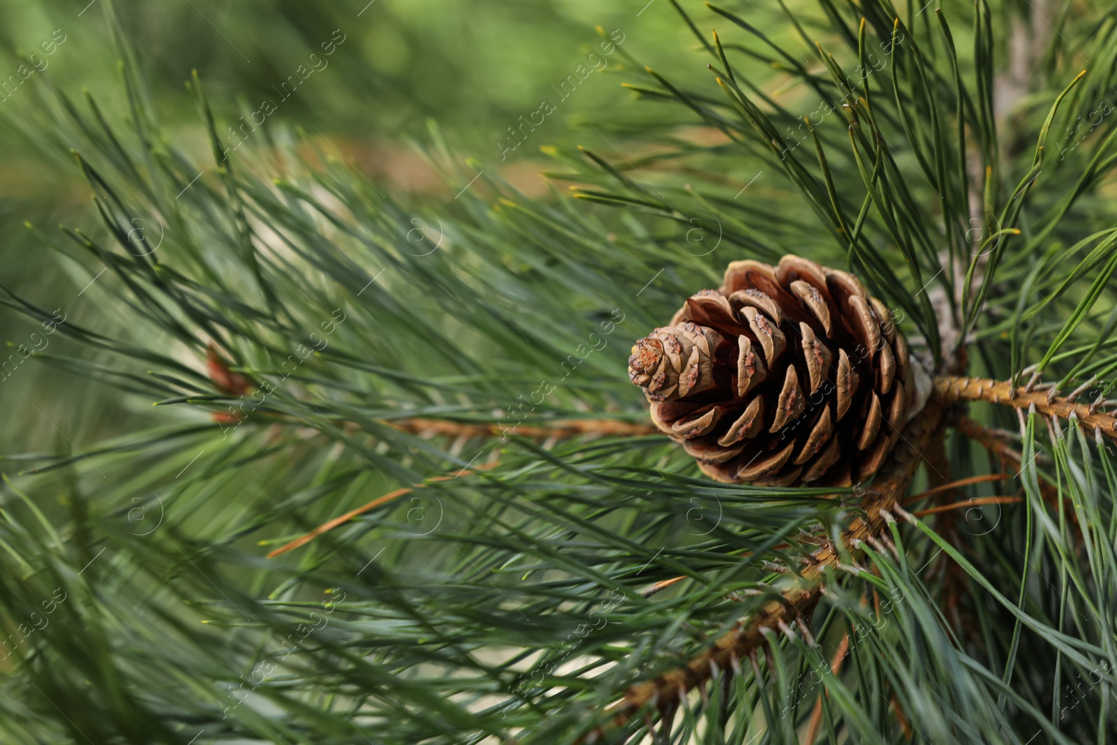 Photo of Pine branch with cone on blurred background, closeup. Space for text