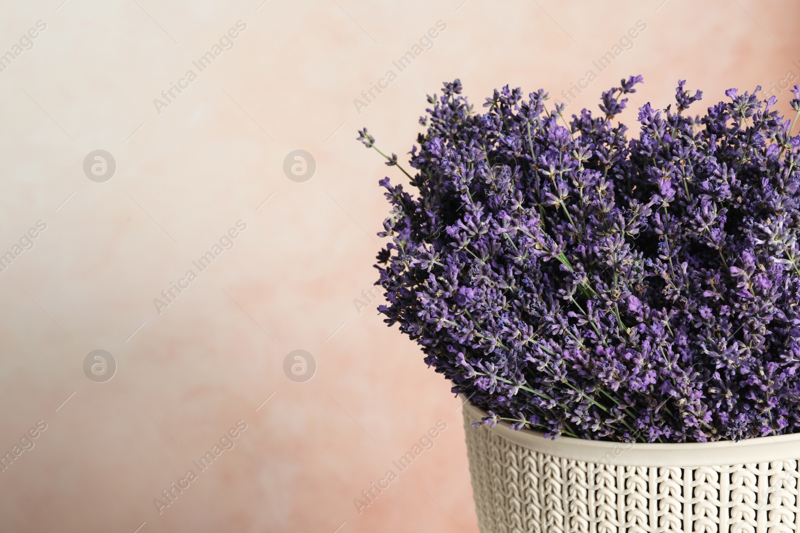 Photo of Beautiful lavender flowers in plastic basket against pink background, closeup. Space for text