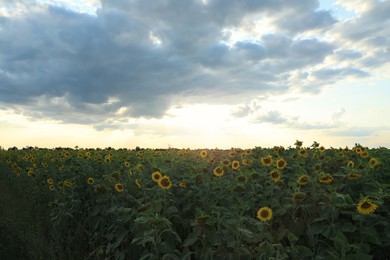 Many beautiful blooming sunflowers in field on summer day