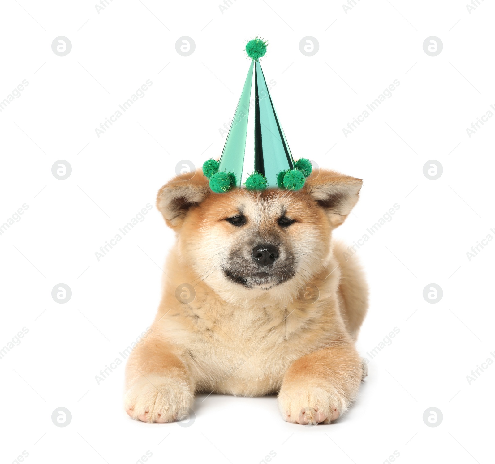 Image of Cute puppy with party hat on white background