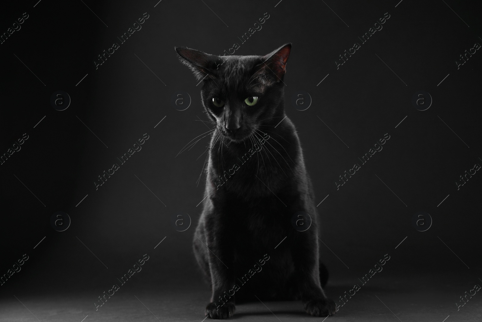 Photo of Adorable cat sitting against black background. Lovely pet