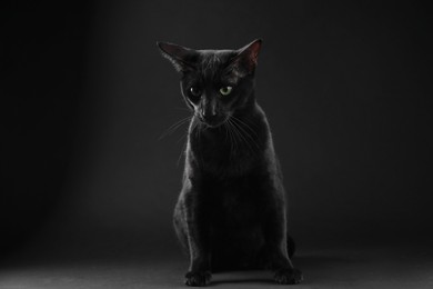 Photo of Adorable cat sitting against black background. Lovely pet