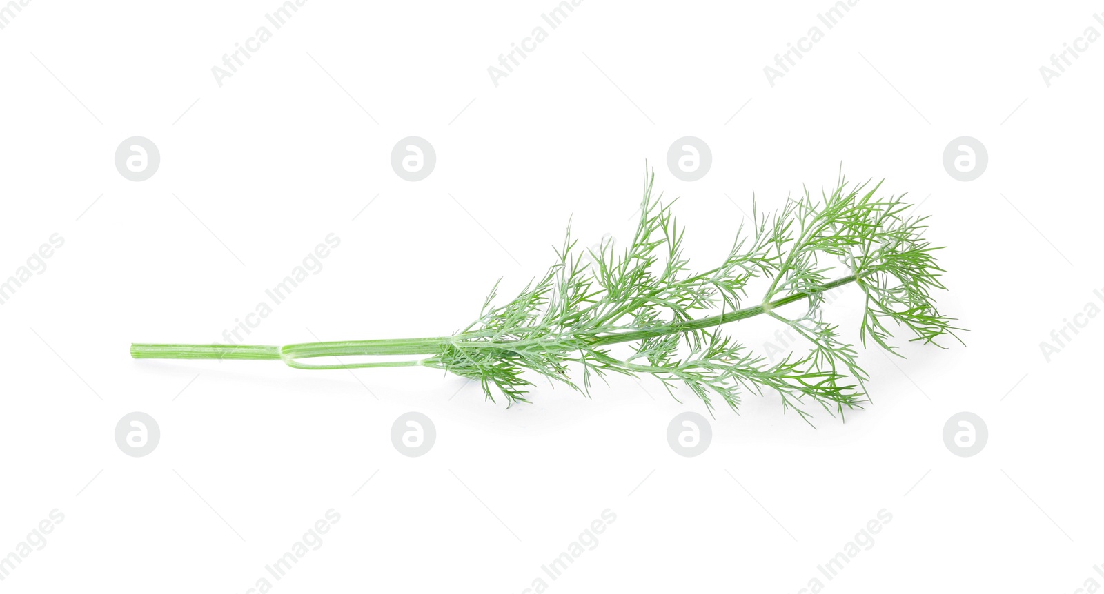 Photo of Sprig of fresh dill isolated on white