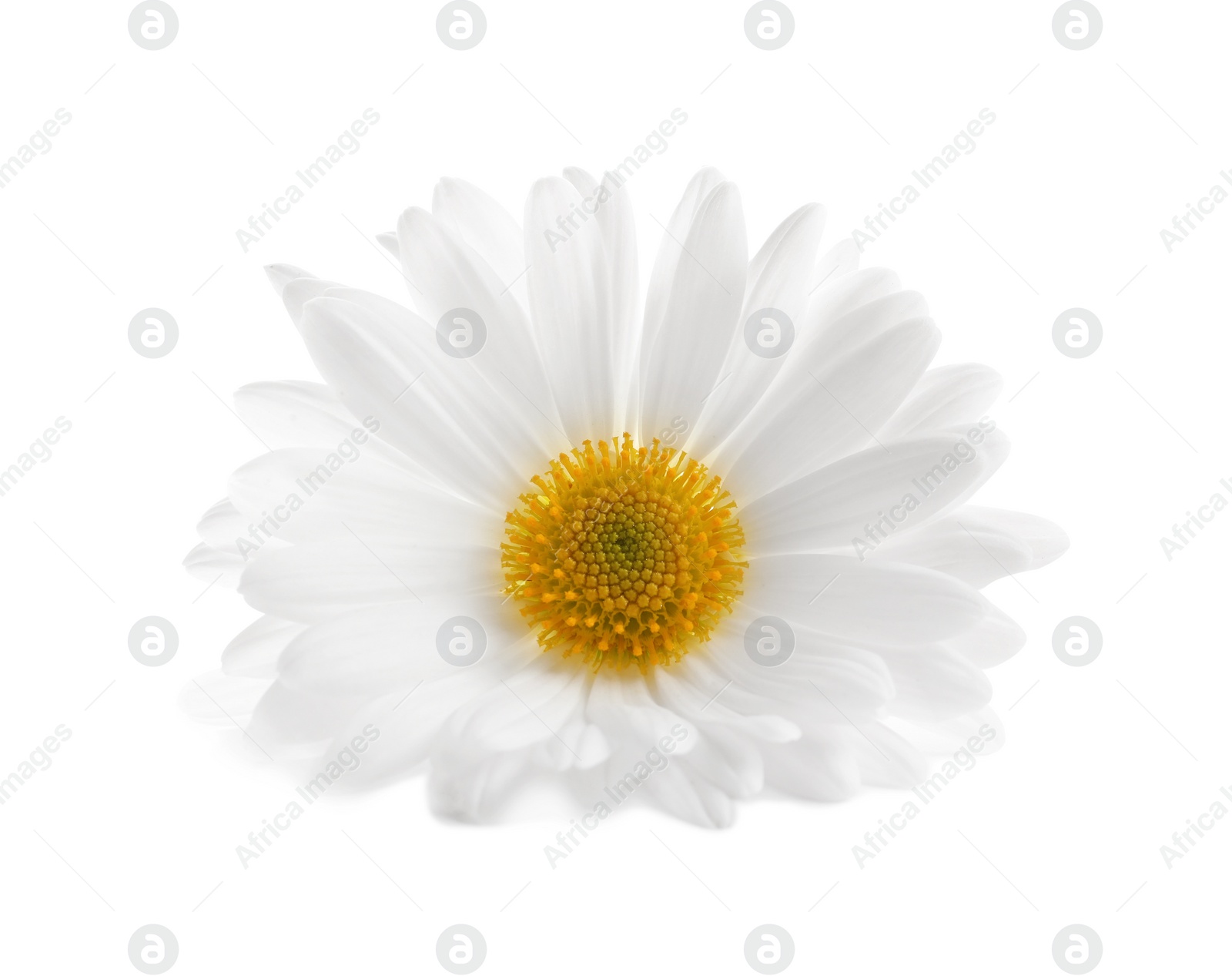 Photo of Beautiful and delicate chamomile flower on white background