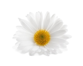 Beautiful and delicate chamomile flower on white background