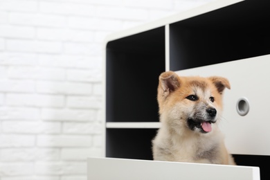 Photo of Adorable Akita Inu puppy playing in commode at home, space for text