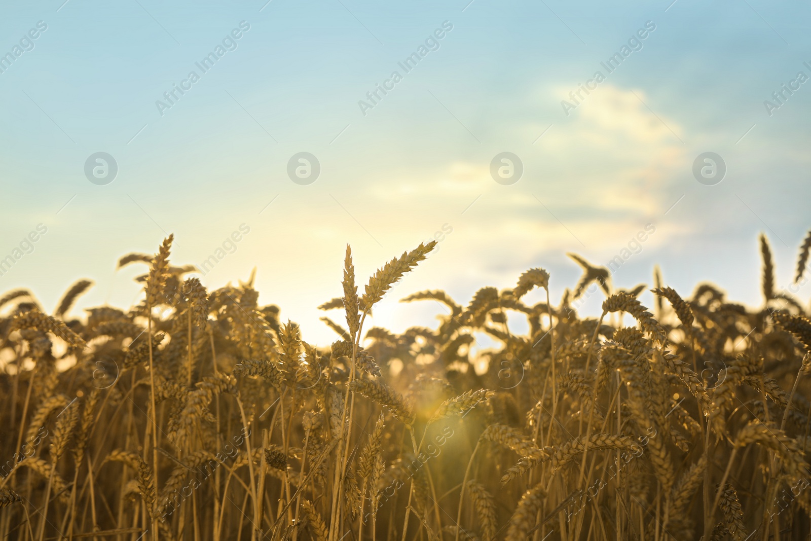 Photo of Beautiful agricultural field with ripe wheat spikes on sunny day against blue sky