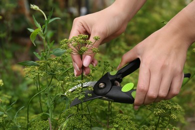 Photo of Woman cutting fresh green dill with pruner outdoors, closeup. Collecting herbs