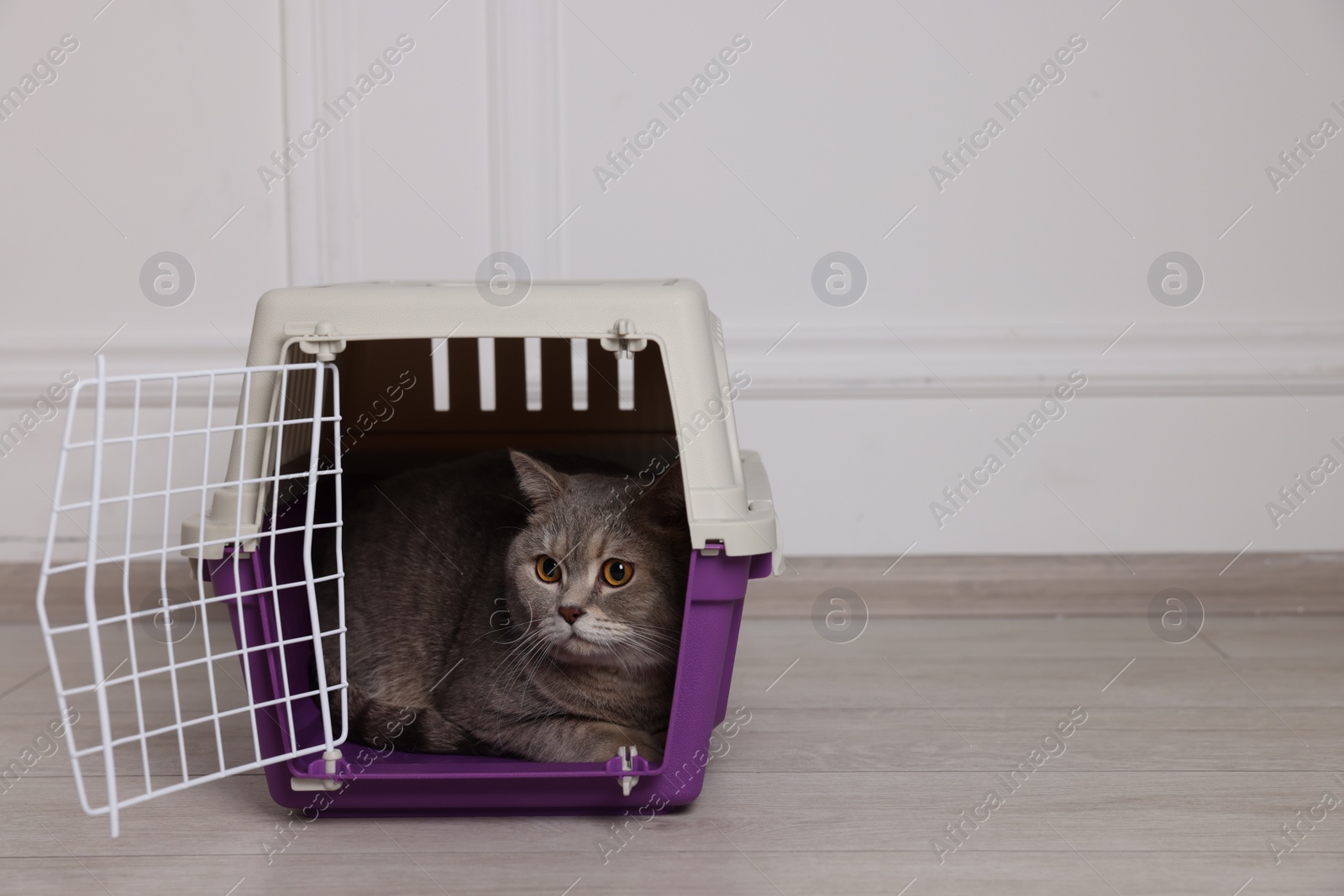 Photo of Travel with pet. Cute cat in carrier on floor near white wall indoors, space for text