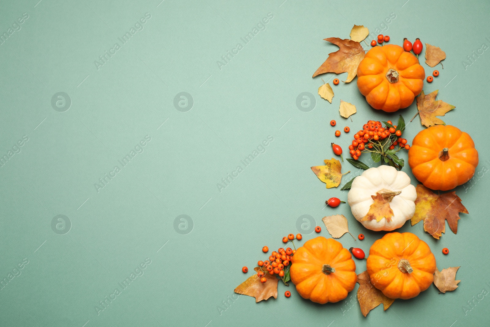 Photo of Different ripe pumpkins, autumn leaves and berries on green background, flat lay. Space for text