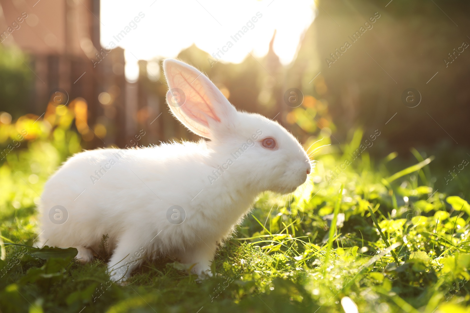 Photo of Cute white rabbit on green grass outdoors