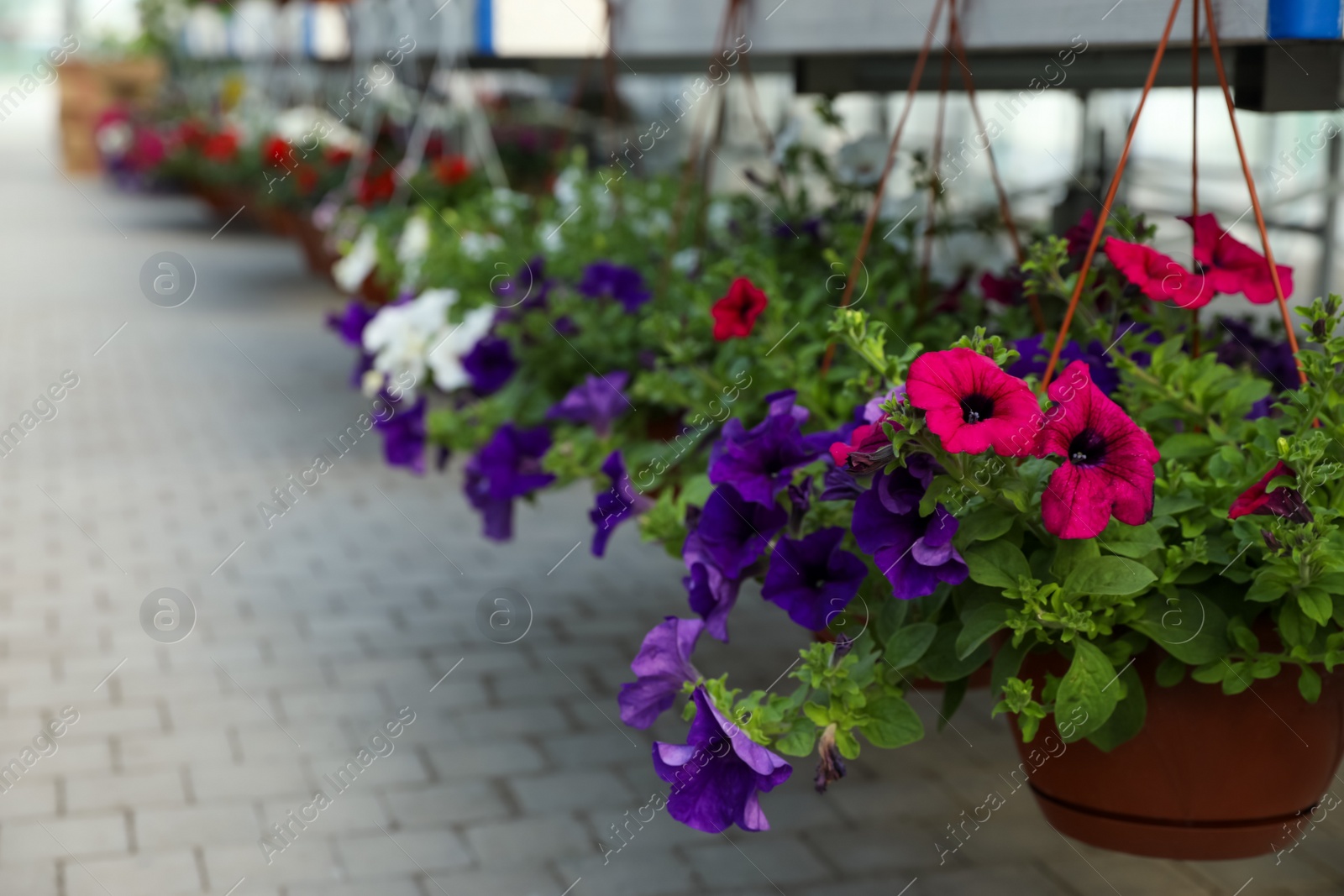 Photo of Hanging pots with beautiful blooming petunias in garden center. Space for text
