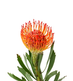 Photo of Beautiful protea flower on white background. Tropical plant