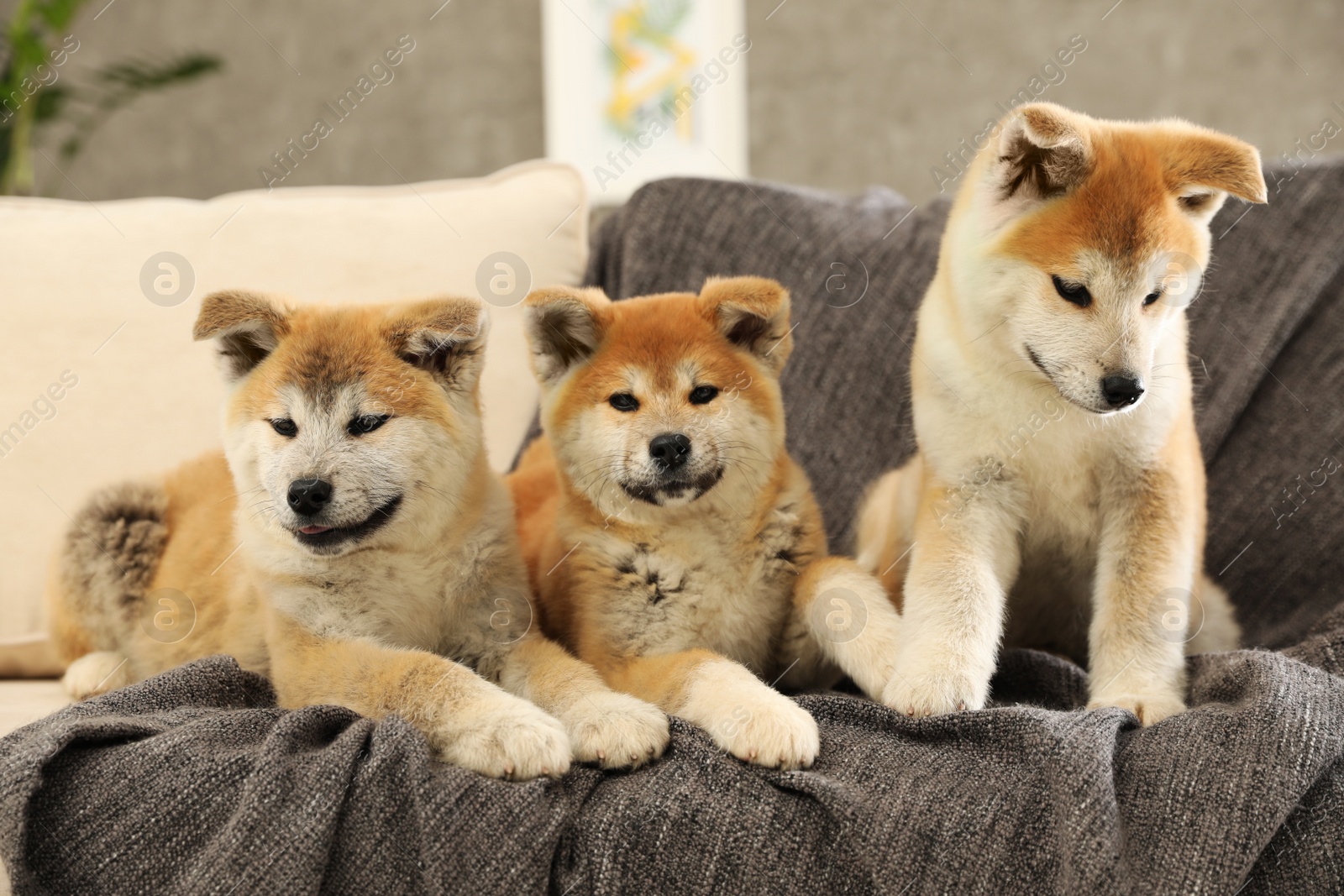 Photo of Cute akita inu puppies on sofa in living room