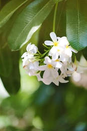 Beautiful white flowers at tropical resort on sunny day