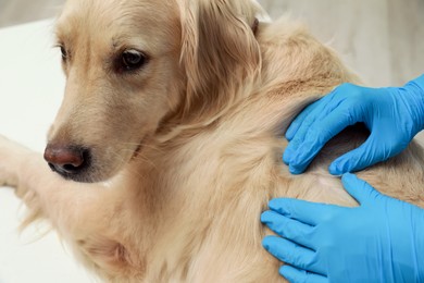 Photo of Veterinarian checking dog's skin for ticks on blurred background, closeup