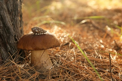 Large  mushroom with cone in forest, closeup