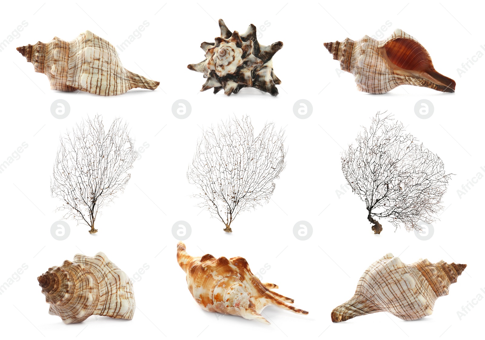 Image of Set of different exotic sea shells and branching corals on white background