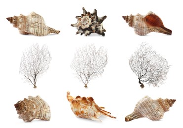 Set of different exotic sea shells and branching corals on white background