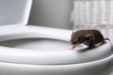 Photo of Rat on toilet bowl in bathroom. Pest control