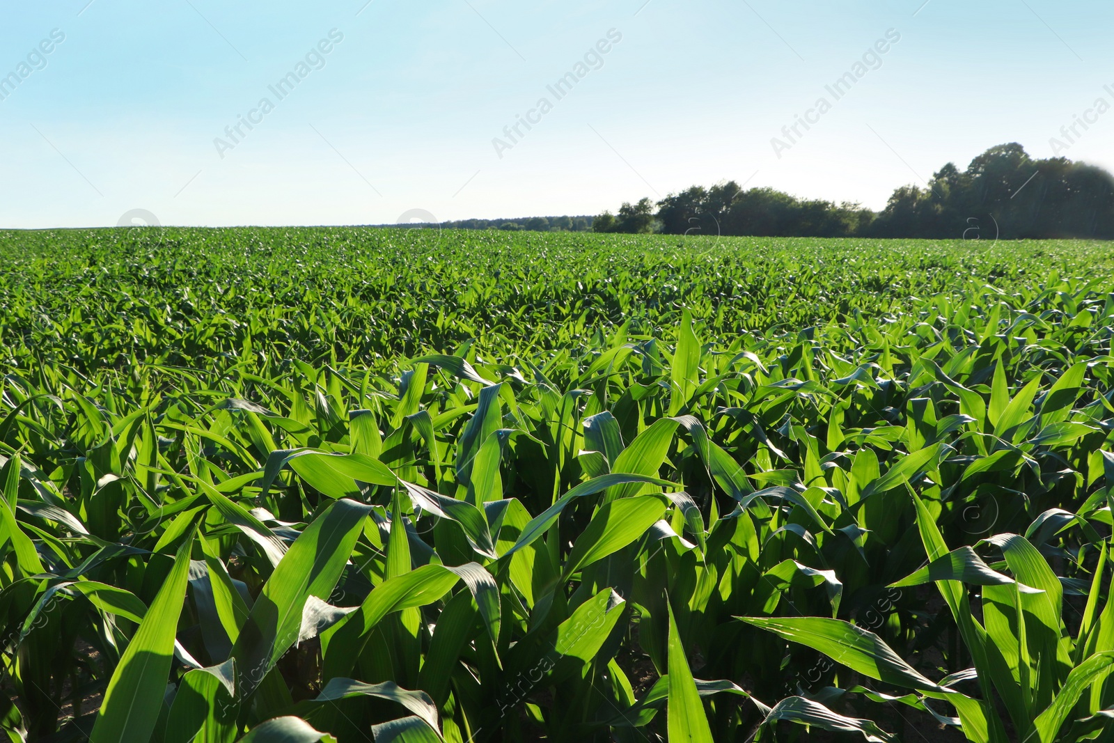 Photo of Beautiful agricultural field with green corn plants on sunny day