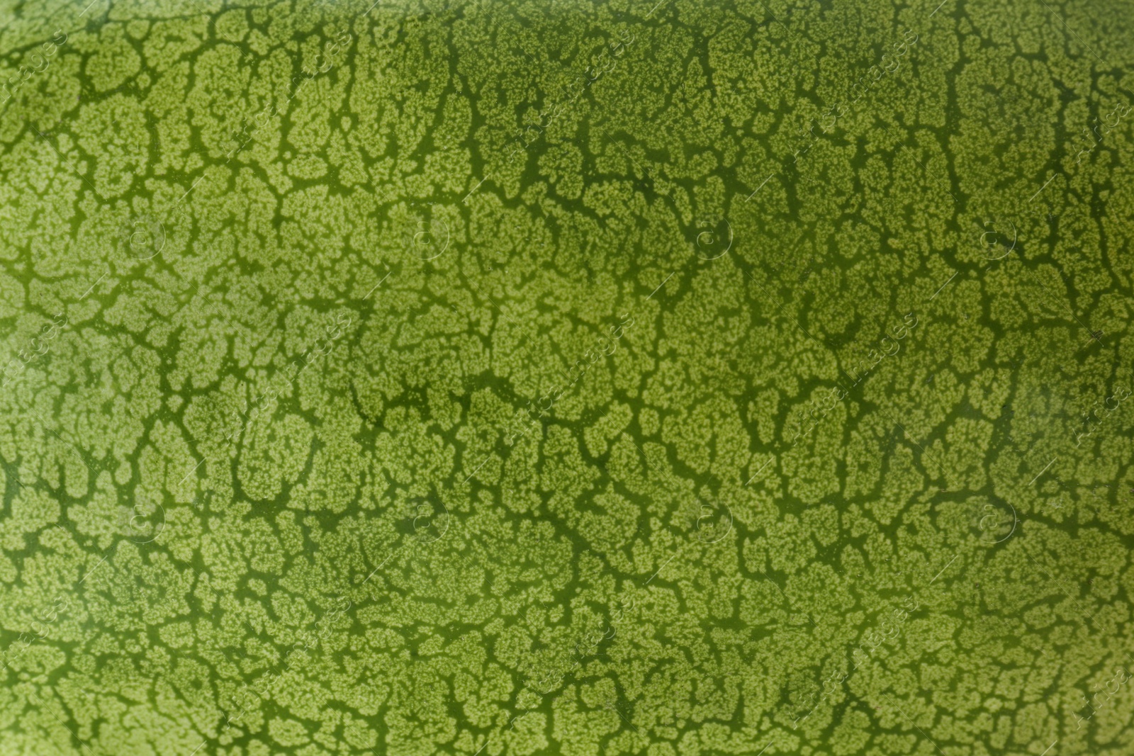 Photo of Delicious ripe Charleston grey watermelon as background, closeup