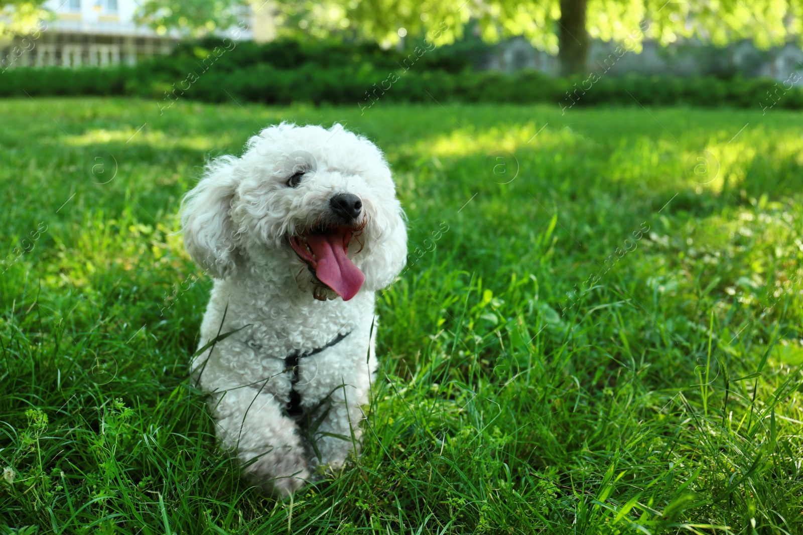 Photo of Cute fluffy Bichon Frise dog on green grass in park. Space for text