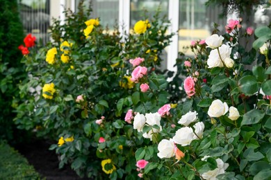 Bushes with colorful beautiful roses outdoors on summer day