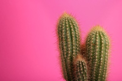 Photo of Beautiful green cactus on pink background, space for text. Tropical plant