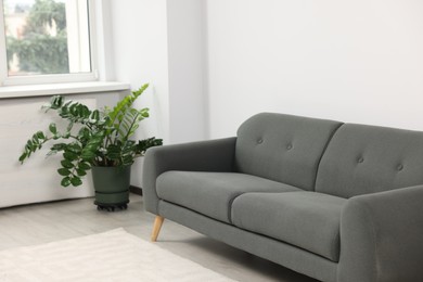 Photo of Cozy grey sofa and potted plant in room