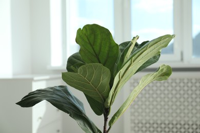 Photo of Fiddle Fig or Ficus Lyrata plant with green leaves at home, closeup