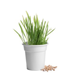 Photo of Fresh wheat grass in pot and seeds isolated on white