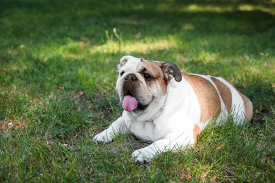 Funny English bulldog on green grass in park
