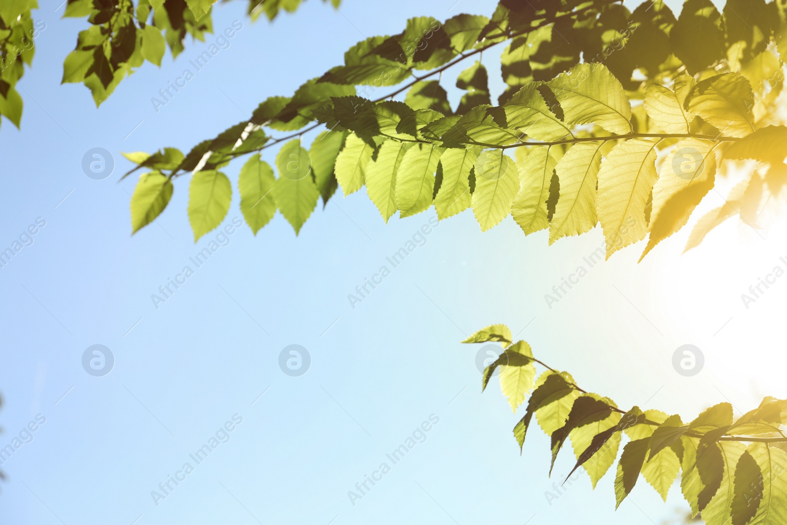 Photo of Tree branches with green leaves against blue sky on sunny day