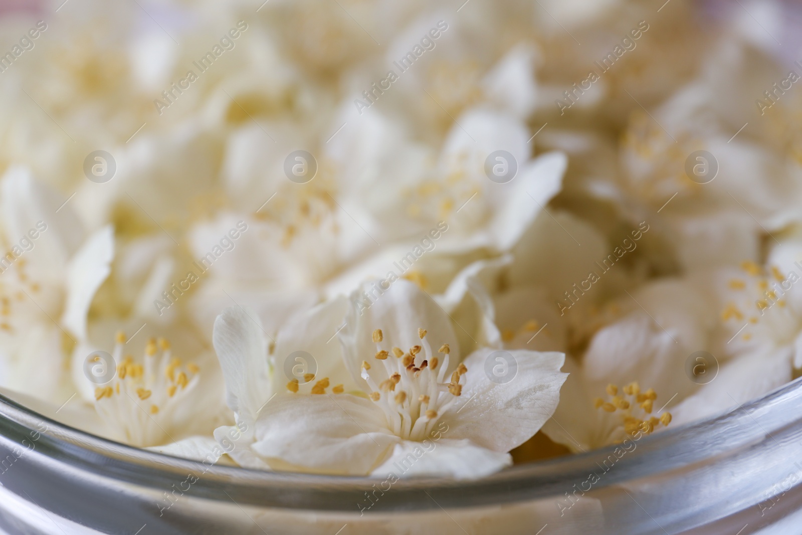 Photo of Beautiful white jasmine flowers in glass bowl, closeup