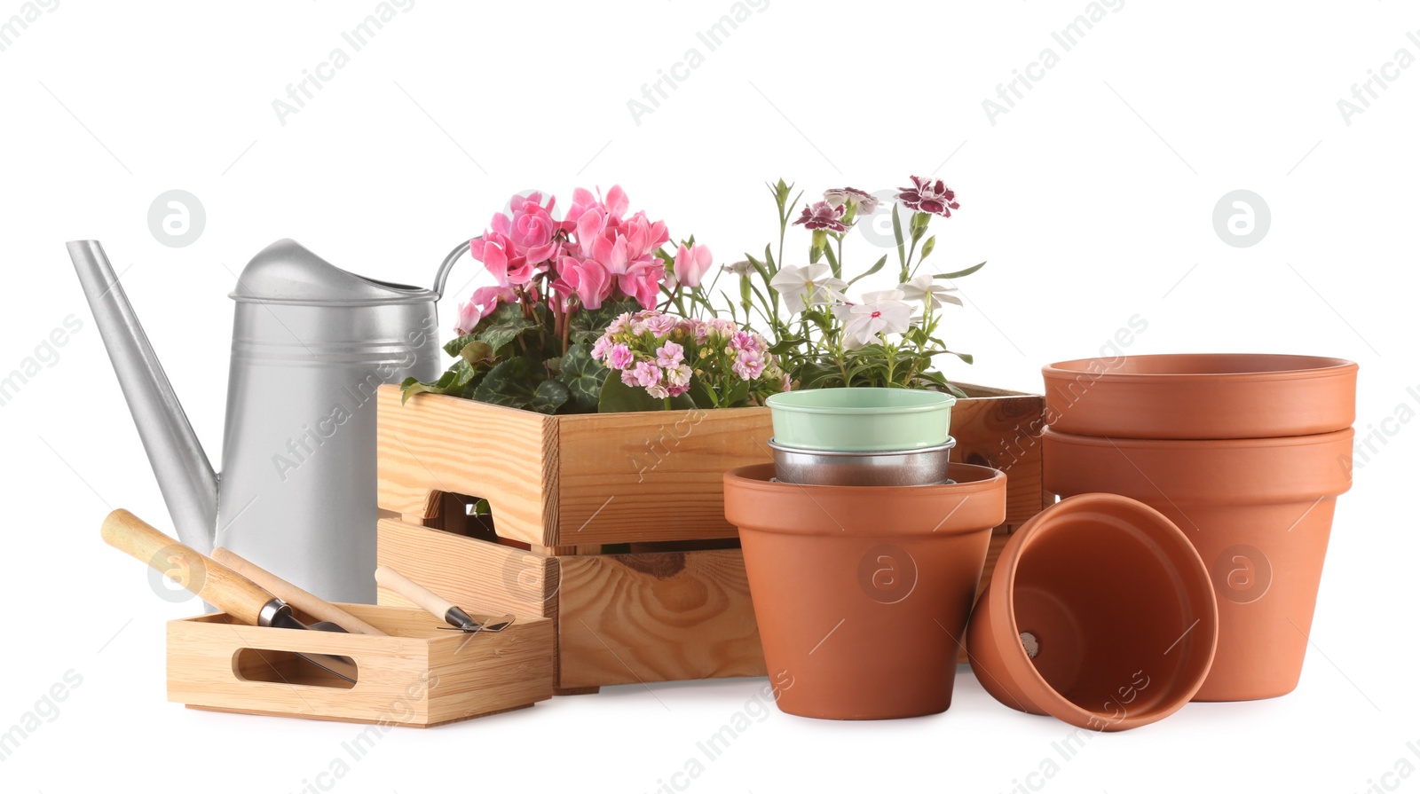 Photo of Beautiful flowers, pots and gardening tools isolated on white