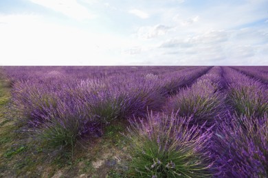 Photo of Picturesque view of beautiful blooming lavender field