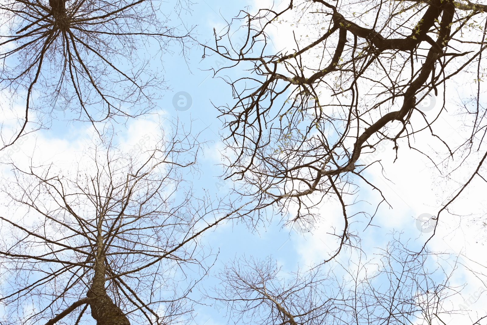 Photo of Tree branches against cloudy sky, bottom view