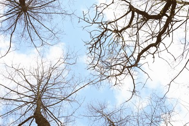 Tree branches against cloudy sky, bottom view