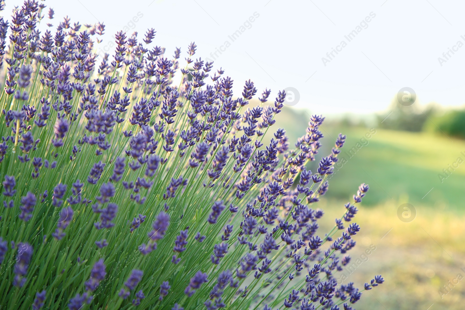 Photo of Beautiful blooming lavender growing in field, closeup. Space for text