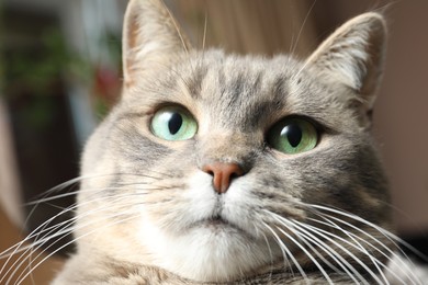 Photo of Closeup view of cute tabby cat with beautiful green eyes on blurred background