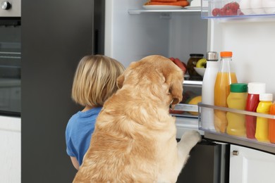 Photo of Little boy and cute Labrador Retriever seeking for food in refrigerator indoors