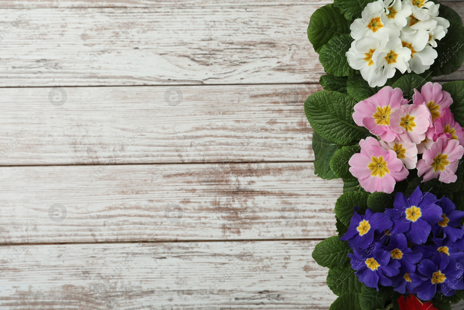 Photo of Primrose Primula Vulgaris flowers on white wooden background, flat lay with space for text. Spring season