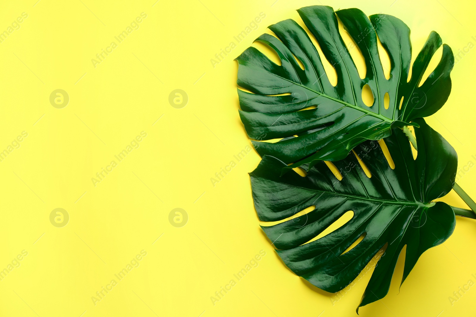 Photo of Beautiful monstera leaves on yellow background, flat lay with space for text. Tropical plant